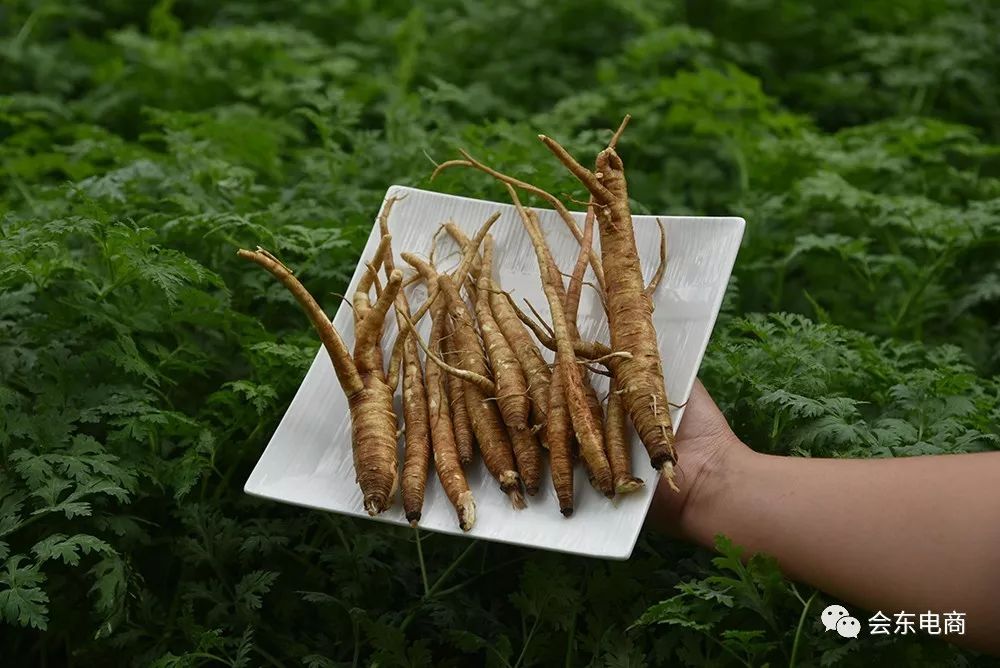 生意社最新当归价格行情更新