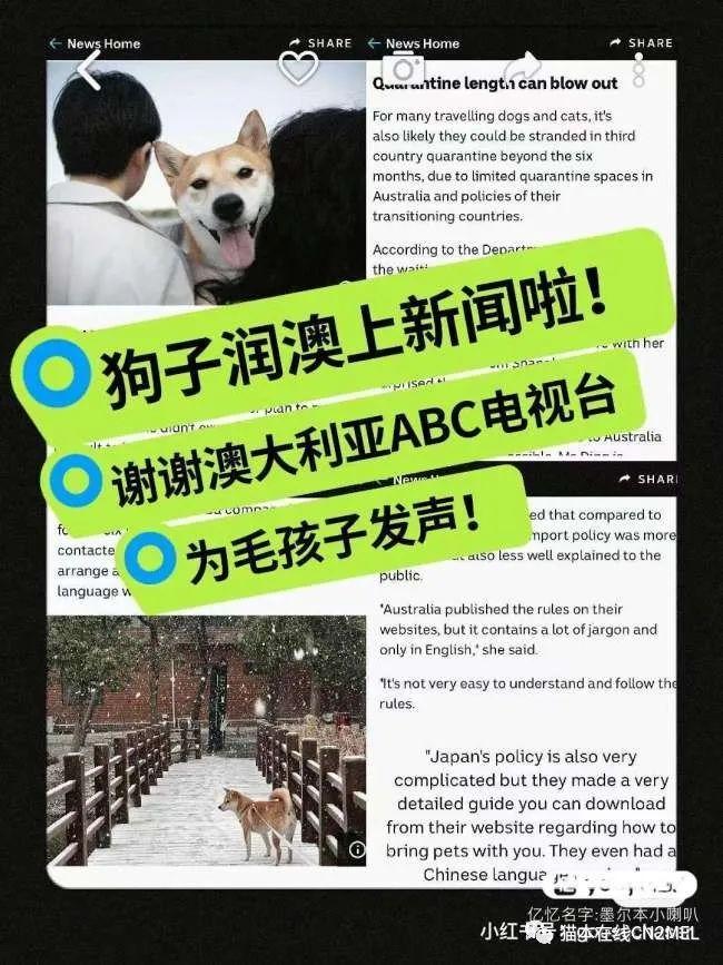 全球狂犬病最新动态，防控形势与应对策略