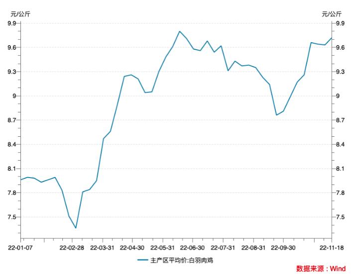 白羽肉鸡苗最新价格动态及其对养殖业的影响分析