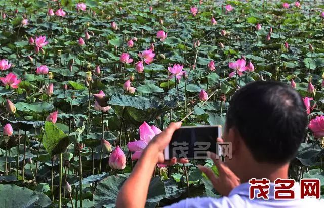 高州荷花杀人事件最新调查报道