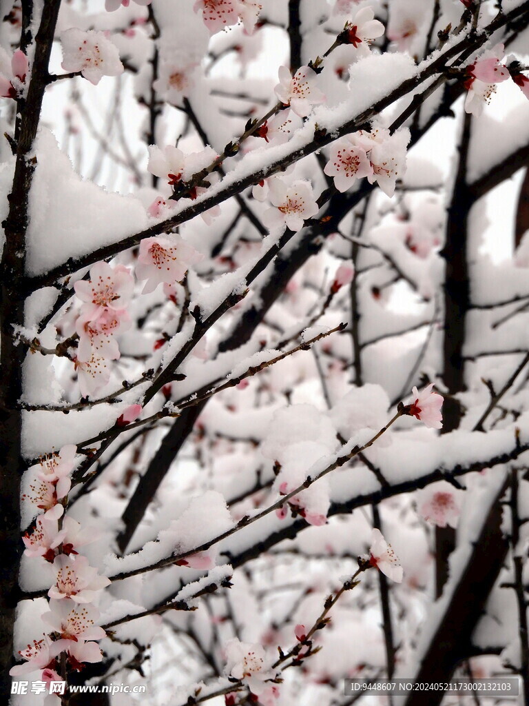 傲雪梅下载，探寻数字时代的文化瑰宝之旅